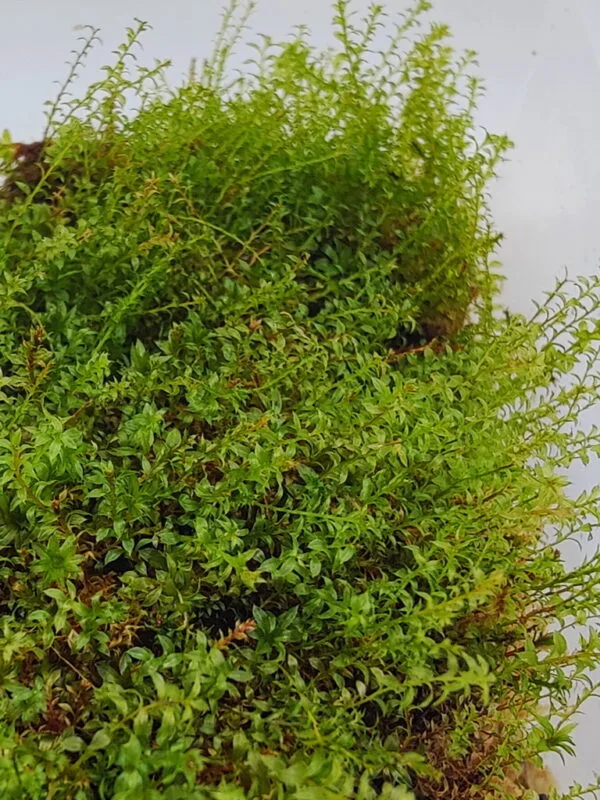 moss indonesia moss indonesia