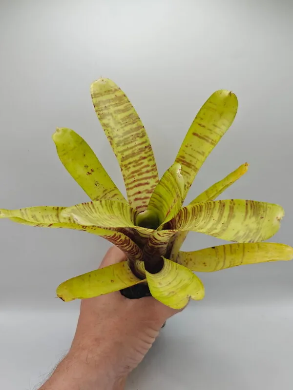Neoregelia sp Neoregelia sp