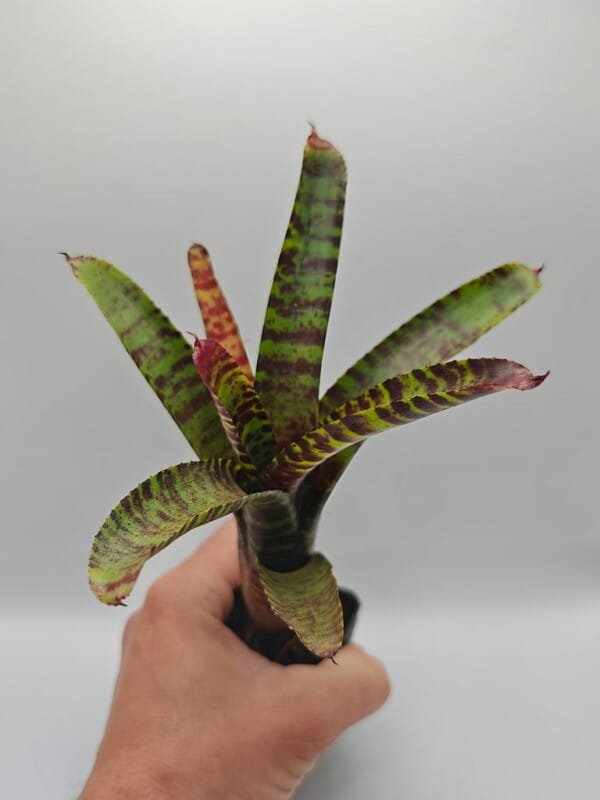 neoregelia sp 3