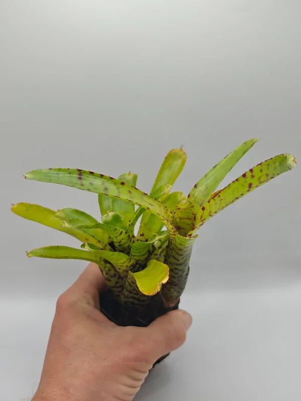 Neoregelia sp 4 Neoregelia sp 4
