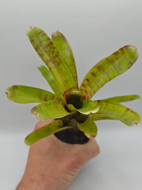 Neoregelia sp 5