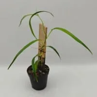 Philodendron sp Peru Fine