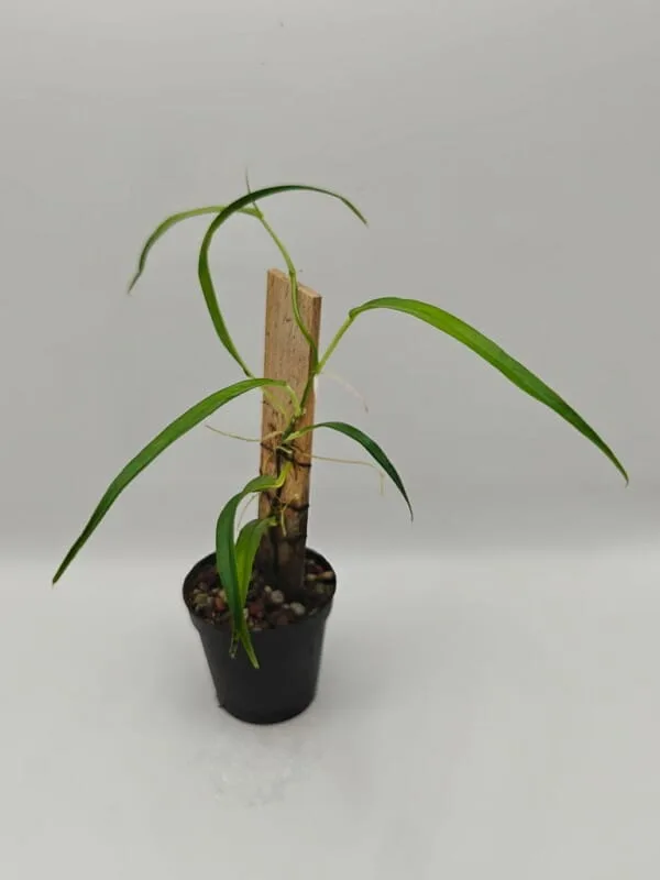 Philodendron sp Peru Fine Philodendron sp Peru Fine
