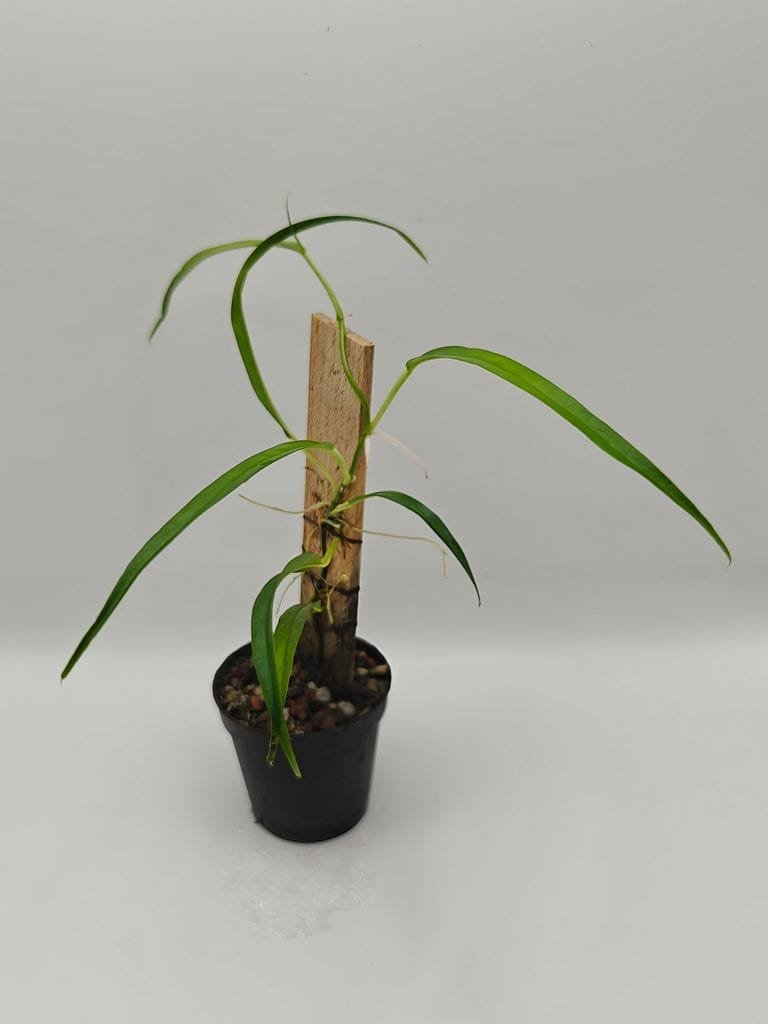 jose buono philodendron care Buy Philodendron 'Jose Buono' - More Plants Online
