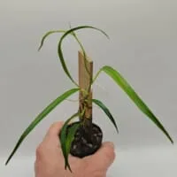 Philodendron sp Peru Fine
