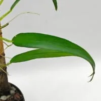 Philodendron sp Peru Fine