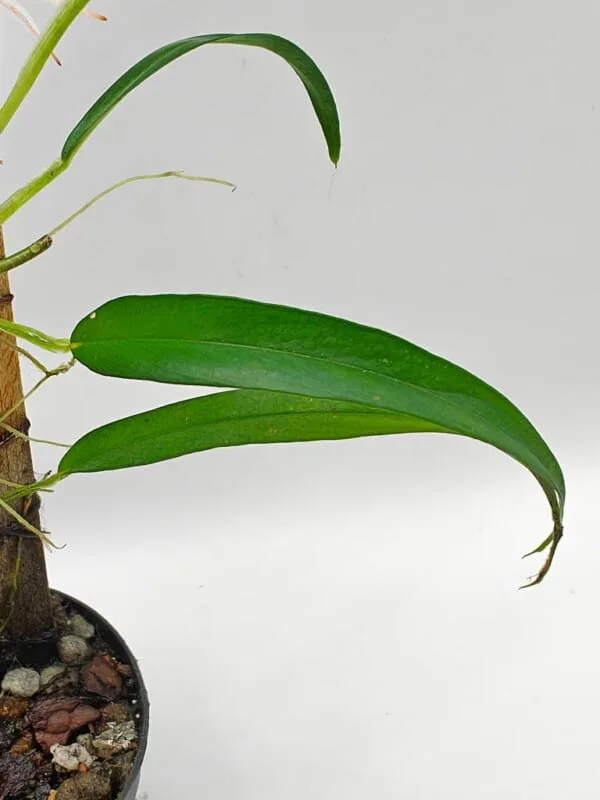 Buy Philodendron sp Peru Fine | Zephyr Terra