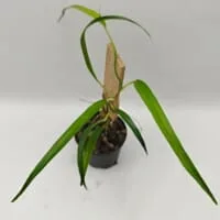 Philodendron sp Peru Fine