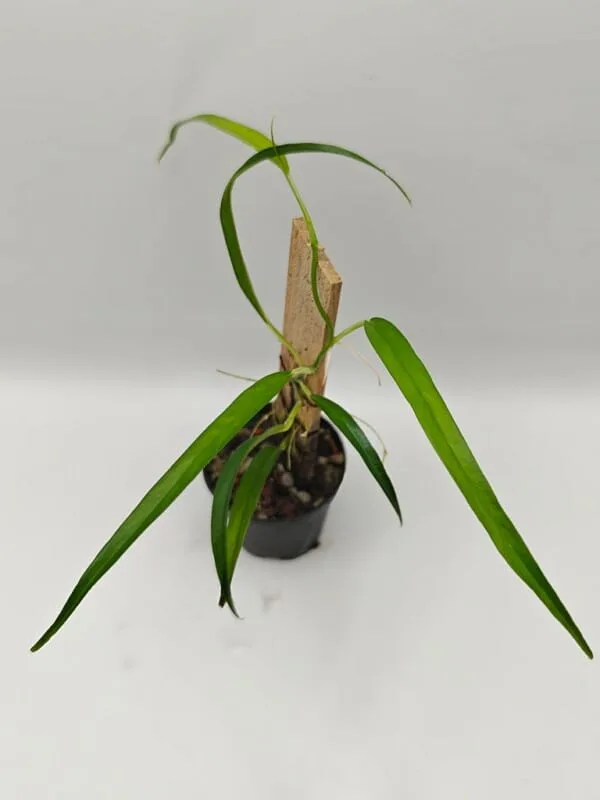 Philodendron sp Peru Fine