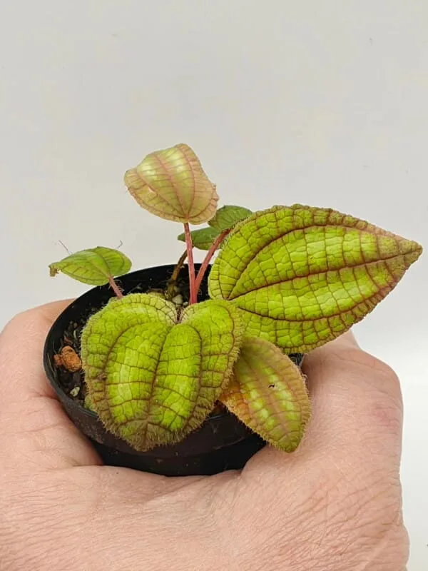 Phyllagathis sp Sumatra