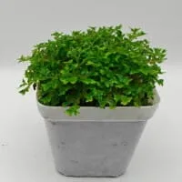Selaginella sp Ecuador Mini Selaginella sp Ecuador Mini