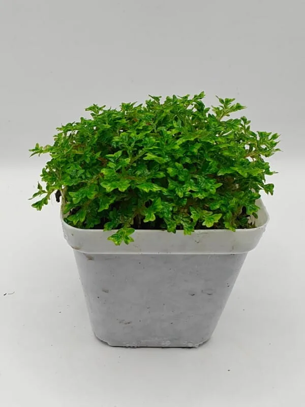 Selaginella sp Ecuador Mini