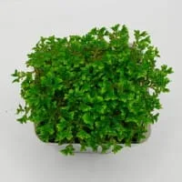 Oplus_17956896 Selaginella sp Ecuador Mini