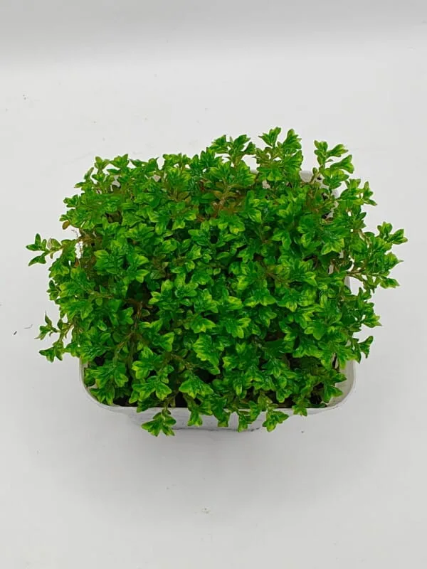 Oplus_17956896 Selaginella sp Ecuador Mini
