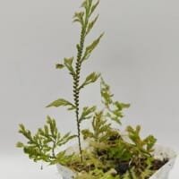 Selaginella sp Sumatra Fine