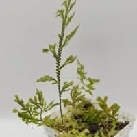 Selaginella sp Sumatra Fine Selaginella sp Sumatra Fine