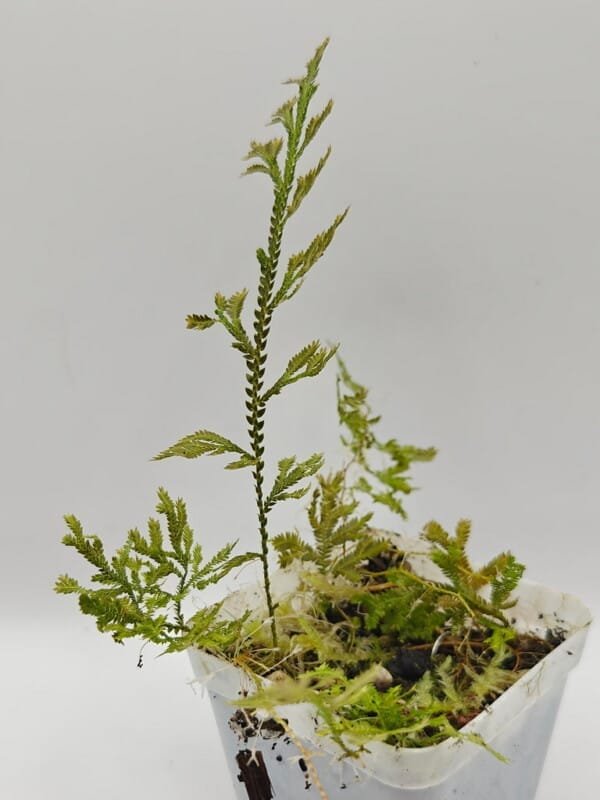 Selaginella sp Sumatra Fine