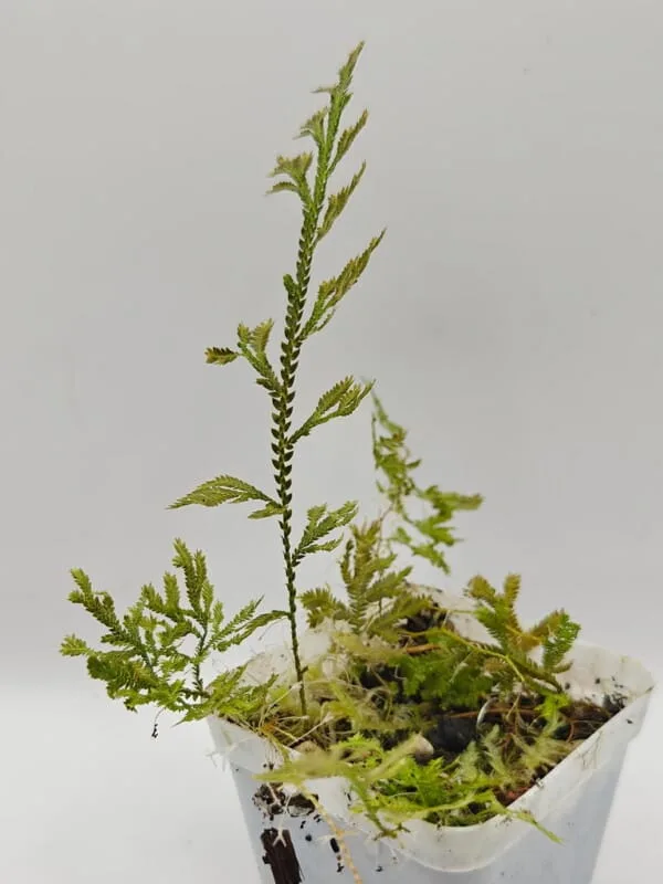 Selaginella sp Sumatra Fine