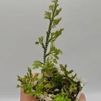 Selaginella sp Sumatra Fine Selaginella sp Sumatra Fine
