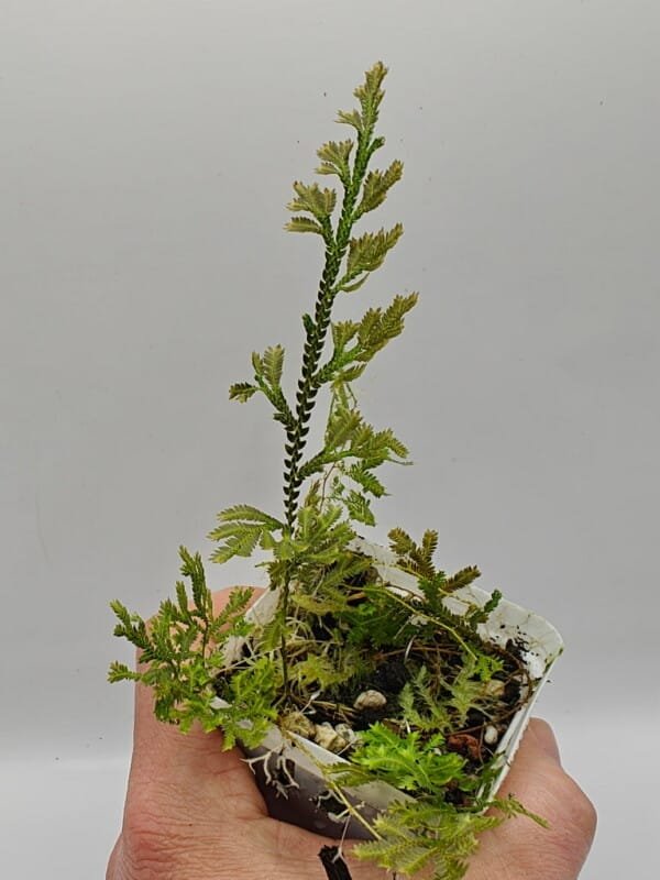 Selaginella sp Sumatra Fine