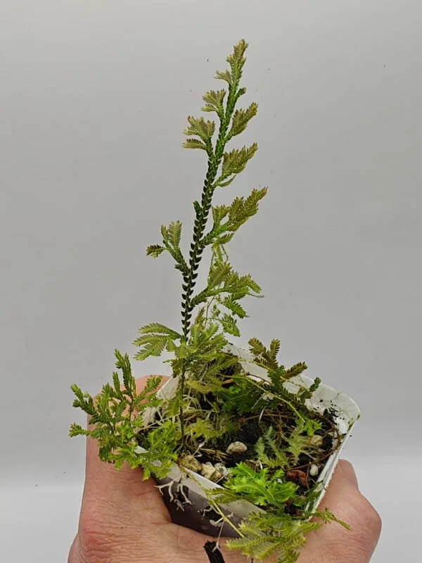 Selaginella sp Sumatra Fine
