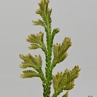 Selaginella sp Sumatra Fine