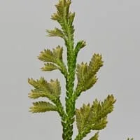 Selaginella sp Sumatra Fine Selaginella sp Sumatra Fine