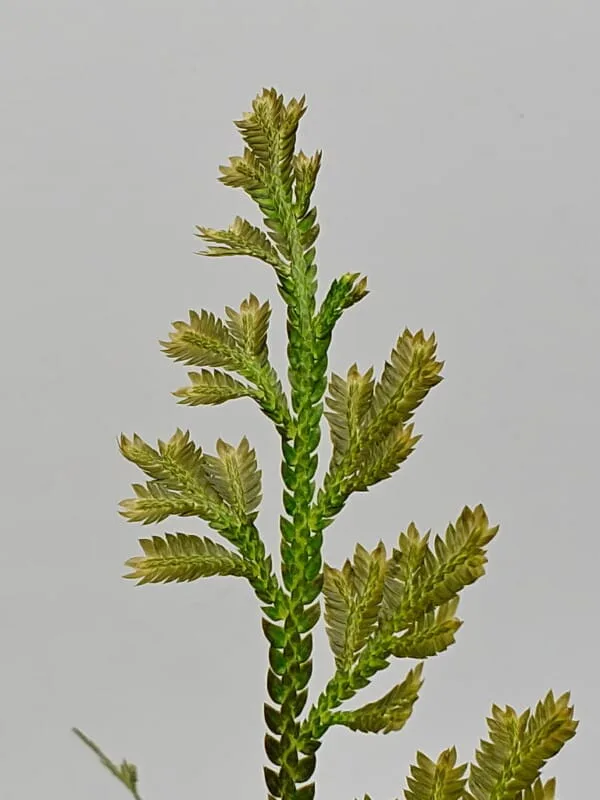 Selaginella sp Sumatra Fine Selaginella sp Sumatra Fine
