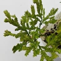 Selaginella sp Sumatra Fine
