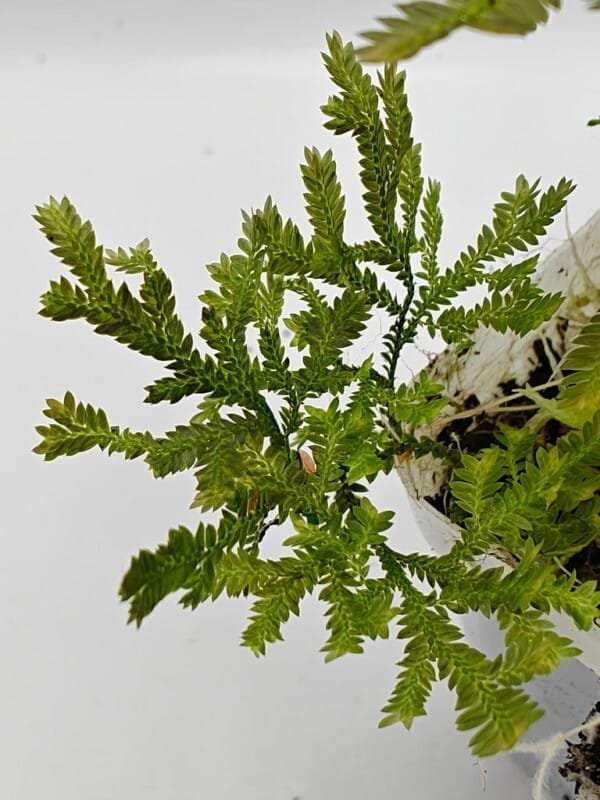 Selaginella sp Sumatra Fine