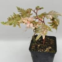 Selaginella willdenowii pink variegata
