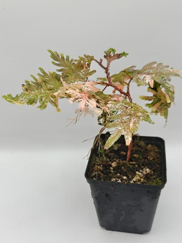 Selaginella willdenowii pink variegata