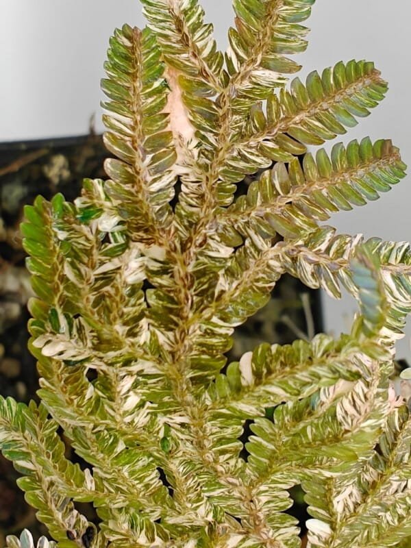 Selaginella willdenowii pink variegata