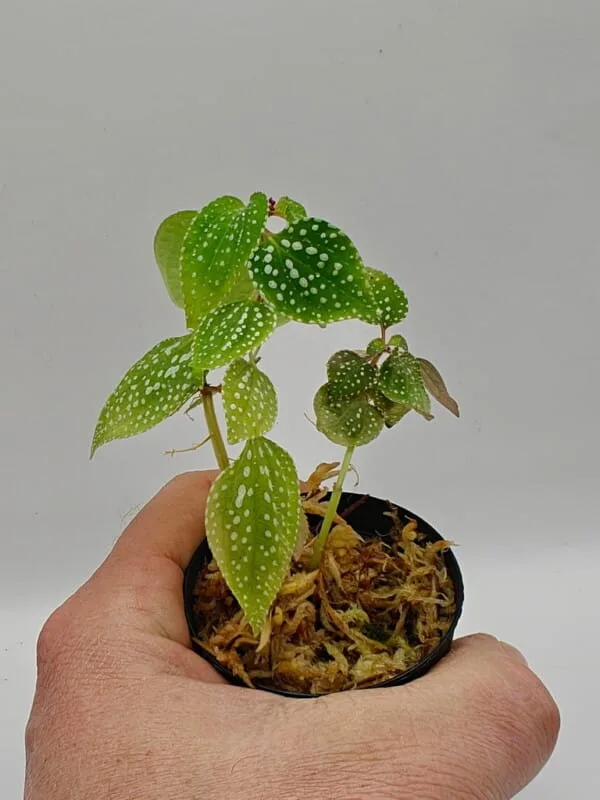 Sonerila heterostemon