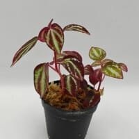 Sonerila sp metallic lines Sumatra