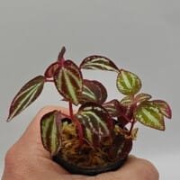 Sonerila sp metallic lines Sumatra