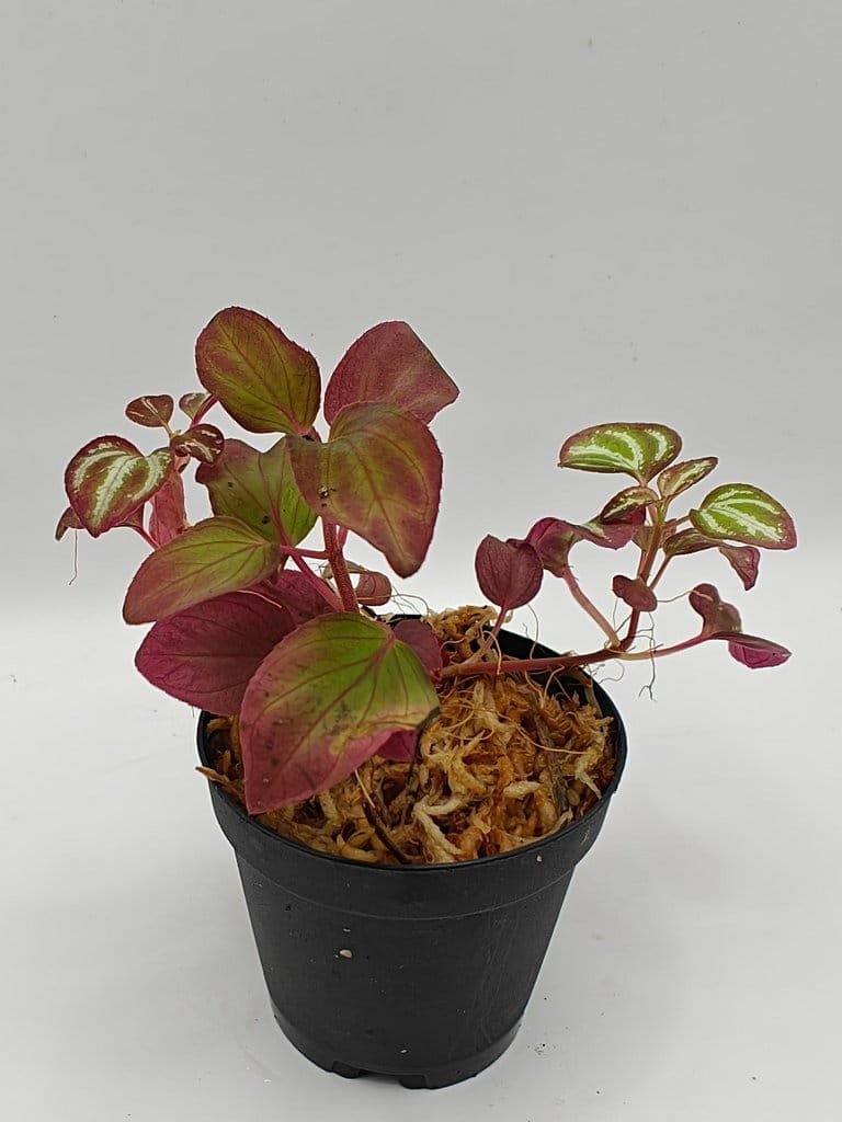 Buy Sonerila sp metallic lines Sumatra | Zephyr Terra
