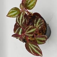 Sonerila sp metallic lines Sumatra