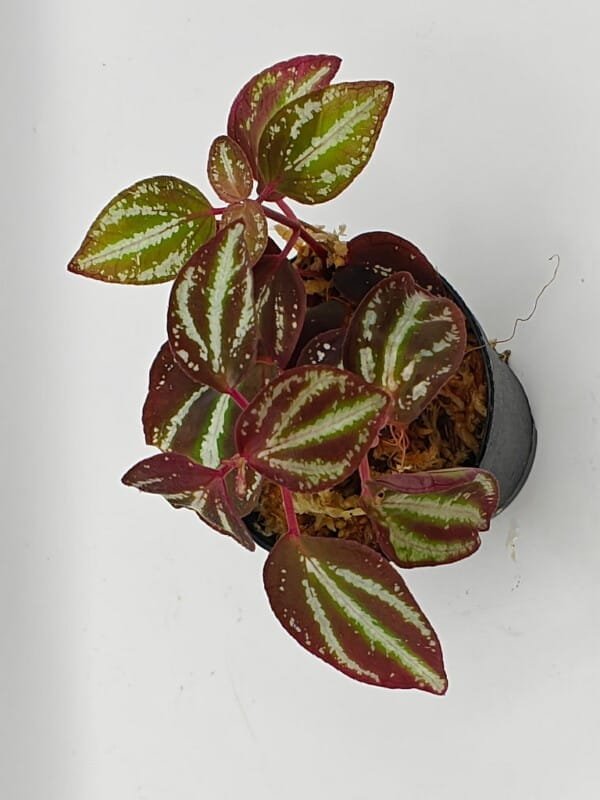 Sonerila sp metallic lines Sumatra