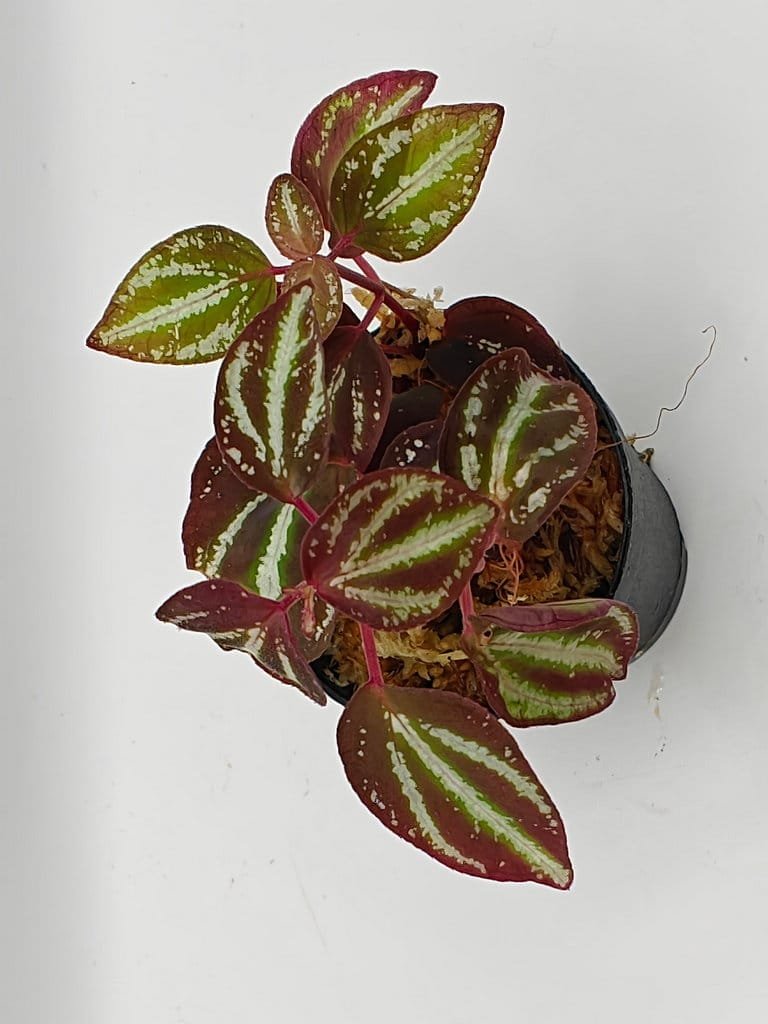 Buy Sonerila sp metallic lines Sumatra | Zephyr Terra