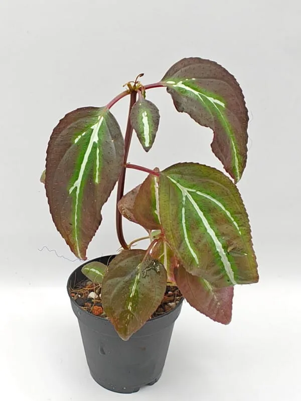 sonerila sumatra striped