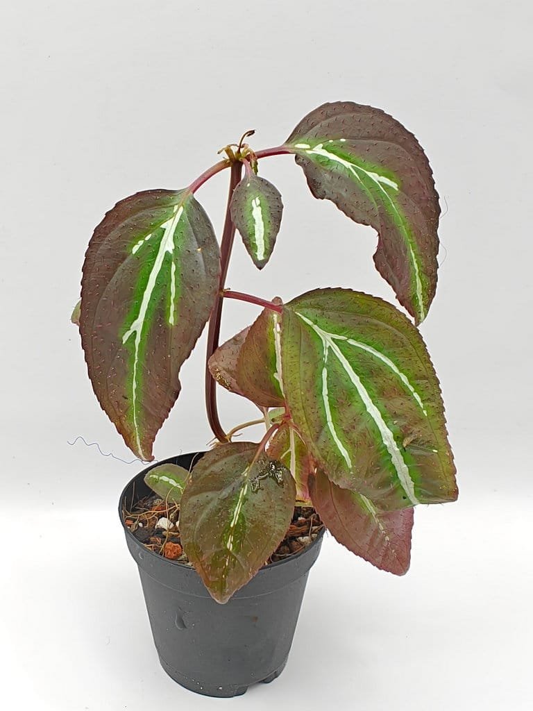 Buy Sonerila sp Fluo line | Zephyr Terra