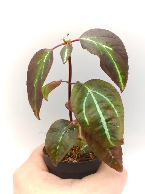 Buy Sonerila sp Fluo line | Zephyr Terra