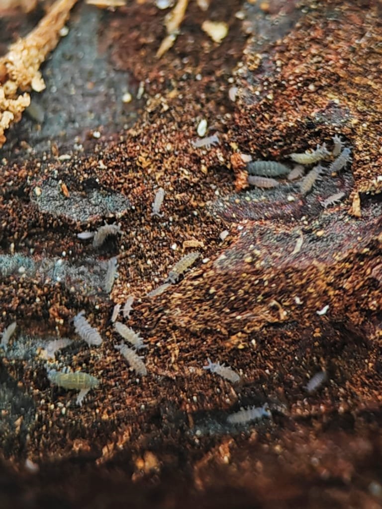 Buy Ceratophysella sp Lilac springtails | Zephyr Terra