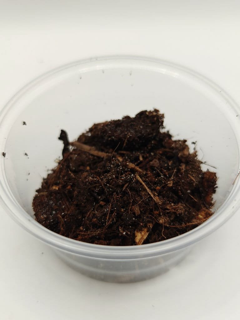 Buy Ceratophysella sp Lilac springtails | Zephyr Terra