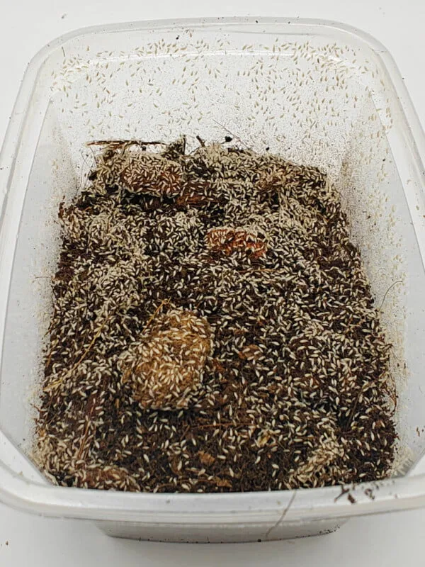 tropical springtails