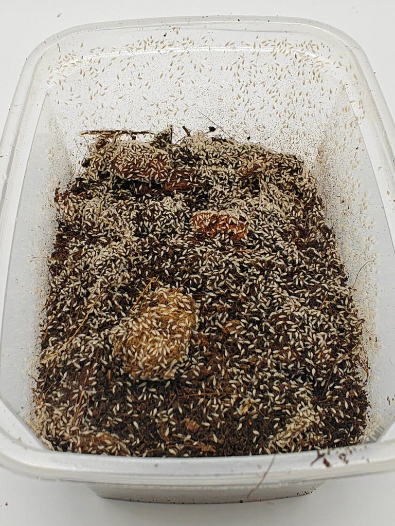 Buy Tropical white springtails (small box) | Zephyr Terra