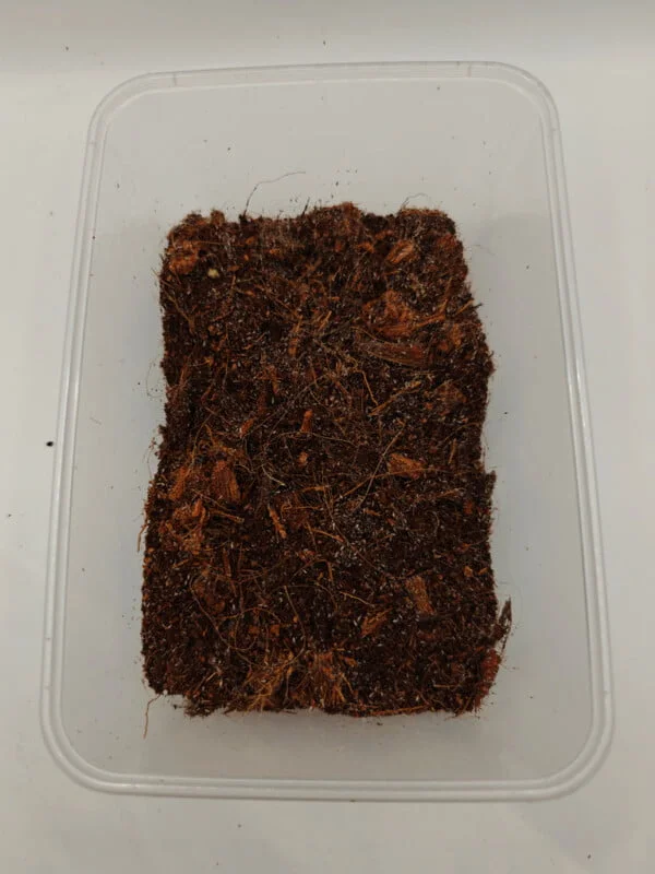 springtails big