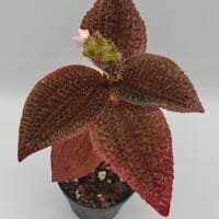triolena involucrata red