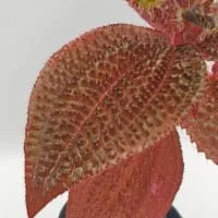 triolena involucrata red triolena involucrata red